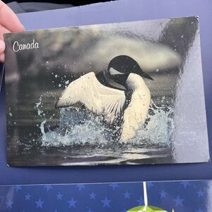 Vintage Canada Common Loon Flapping Postmarked 1990 Antelope Stamp 45 Cents